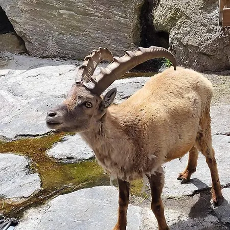 Ronalds Sankt Leonhard im Pitztal